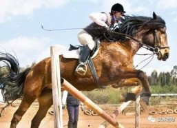 赛马女孩田雨家庭背景,出身名门，驰骋赛场的传奇人生