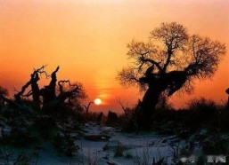 复旦胡杨个人资料,学术与人生的璀璨篇章